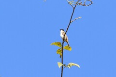 Pycnonotus xanthorrhous