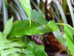 Coeliccia flavicauda