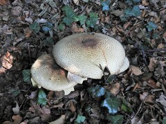 Agaricus augustus