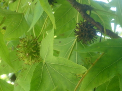 Liquidambar styraciflua