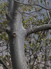 Gyrocarpus americanus