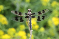 Plathemis subornata