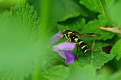 Xanthogramma pedissequum