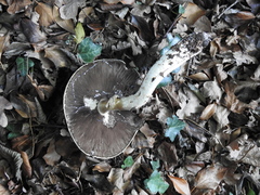 Agaricus augustus