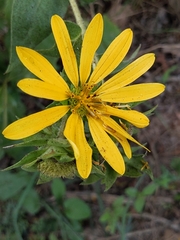 Silphium radula