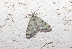 Episteira nigrilinearia