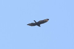 Spilornis cheela