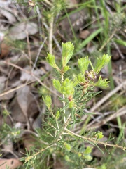 Hypocalymma robustum
