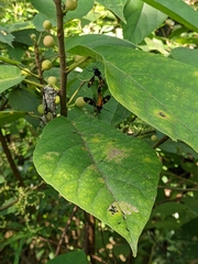 Pselliophora hoppo