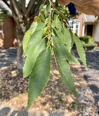 Zelkova serrata