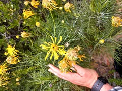 Euryops speciosissimus