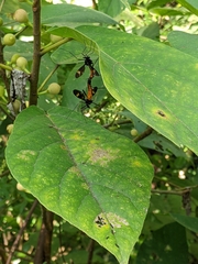 Pselliophora hoppo