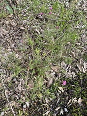 Hypocalymma robustum
