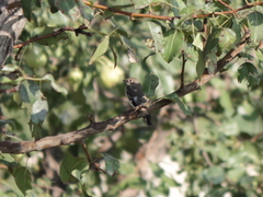 Ficedula semitorquata