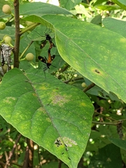 Pselliophora hoppo