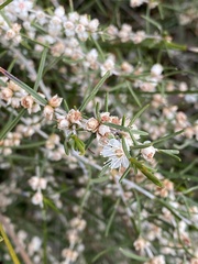 Hypocalymma angustifolium