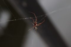 Argyrodes bonadea