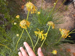 Euryops speciosissimus