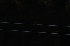 Mitrephanes phaeocercus