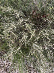 Hypocalymma angustifolium