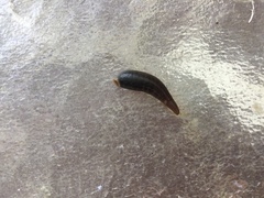 Haemadipsa zeylanica