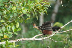 Opisthocomus hoazin