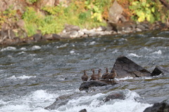 Histrionicus histrionicus