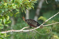 Opisthocomus hoazin