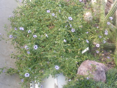 Nolana humifusa