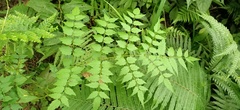 Aralia decaisneana
