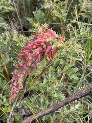 Grevillea bipinnatifida