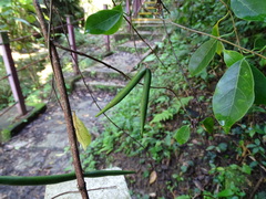 Urceola rosea