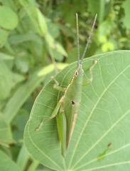 Pyrgomorphidae