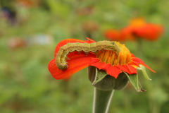 Helicoverpa armigera