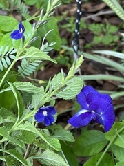 Stachytarpheta brasiliensis