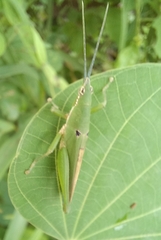 Pyrgomorphidae