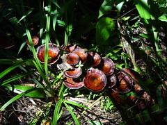 Microporus xanthopus