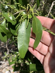 Excoecaria dallachyana