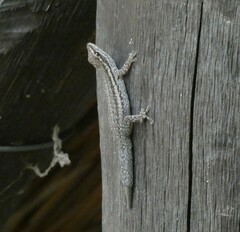 Lygodactylus capensis