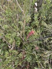 Grevillea bipinnatifida