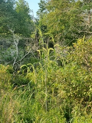 Setaria magna