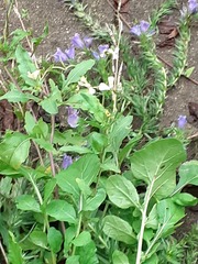 Echium plantagineum