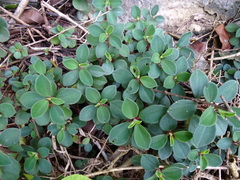 Peperomia leptostachya