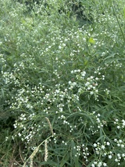 Parthenium hysterophorus