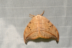 Drepana arcuata