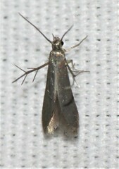 Schreckensteinia erythriella