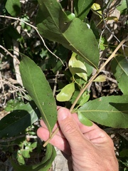 Excoecaria dallachyana