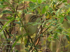 Phylloscopus schwarzi