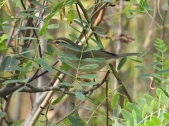Phylloscopus schwarzi