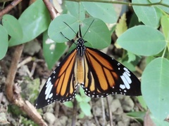 Danaus genutia
